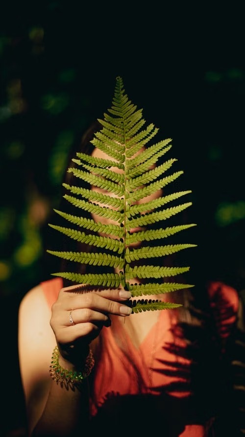 Feuille de fougère tenue devant un visage, symbole du soin par la nature